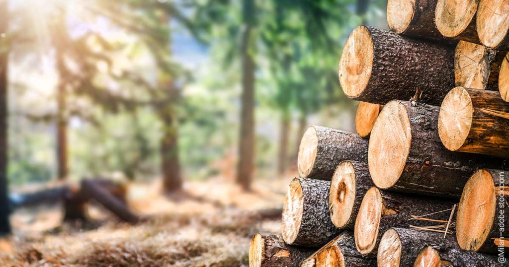 Seit über 10 Jahren Erfahrung im Bereich Brennholzhandel mit hochwertigen Hölzern.
