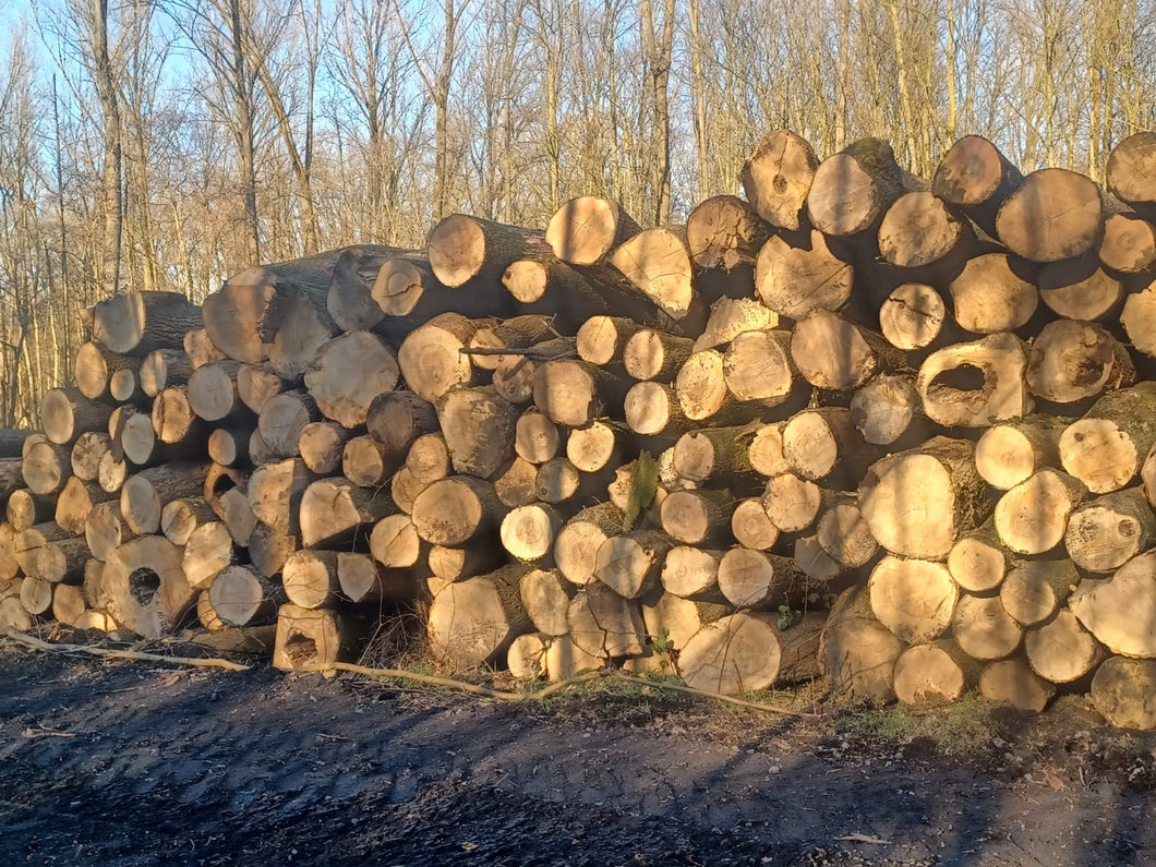 Esche 3 m lang, 1 RM ( nur als komplette LKW-Ladung, ca. 40 RM)
